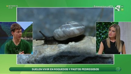 Pyrenaearia, los caracoles del Pirineo
