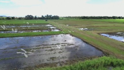 Campos de arroz en Manila, Filipinas. / Reuters