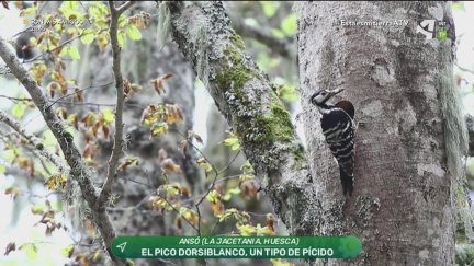 Pájaros carpinteros