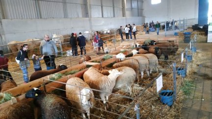 La feria Valga tiene un pabellón dedicado a la ganadería. / Archivo-Europa Press