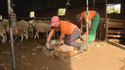 Una cuadrilla de esquiladores retira la lana a unas ovejas en Herrera de los Navarros.
