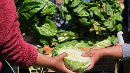 El sector quiere seguir aumentando su producción, con el reto fijado por la Unión Europea de alcanzar un 25% del total en 2030. / Canva