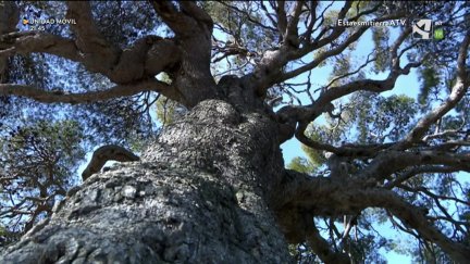 Árboles singulares: pino carrasco de Valdenavarro