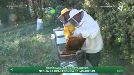 Abejas sin flores
