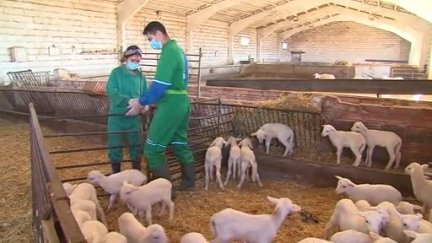 Estudiantes de Veterinaria participando en el programa 'Erasmus rural'.