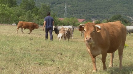 La falta de pastos preocupa al sector ganadero aragonés.