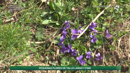 Violetas pirenaicas
