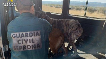 Agente del Seprona con uno de los perros rescatados. / Guardia Civil