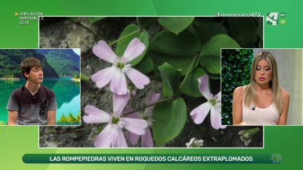 Rompepiedras