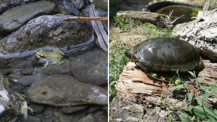 Ejemplares de rana pirenaica (izq.) y tortuga galápago (dcha.). / Acuario de Zaragoza