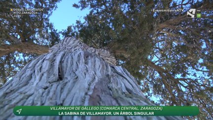 Sabina albar milenaria
