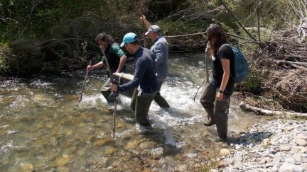 Imagen de la liberación de los ejemplares en el río Aragón. | Gobierno de Aragón