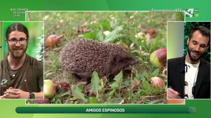Erizos