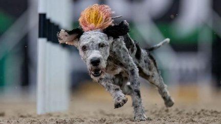 Búbal, subcampeón en el World Agility Open. / P. C.