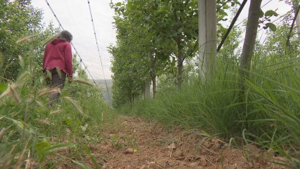 El cultivo ecológico ocupa 107.000 hectáreas en Aragón en 2022.