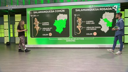 Salamanquesas