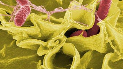 Bacteria de la salmonella. / Pixabay