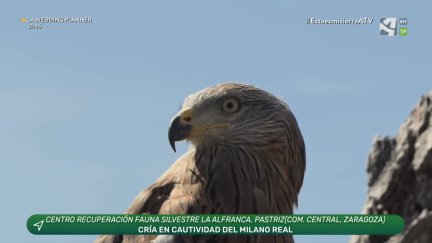 Pollos de Milano Real
