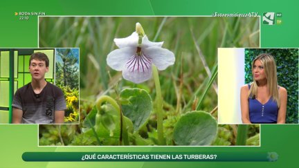 Turberas