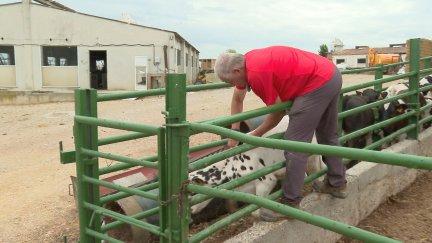Ganado bovina en una explotación aragonesa.