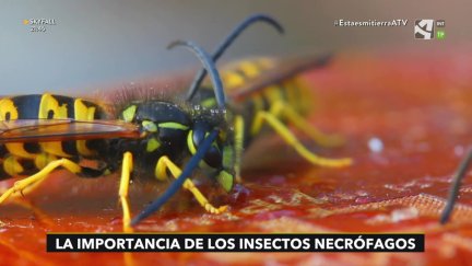 Necrófagos