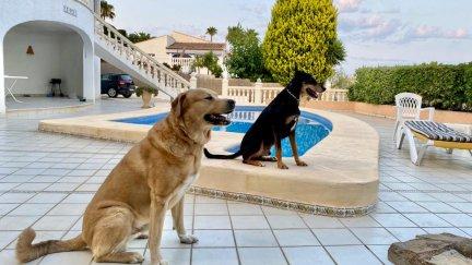 Zar y Titán en el alojamiento que sus dueños han alquilado este verano.