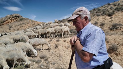 El pastor José Manuel García con sus ovejas en el campo de Belchite. / Europa Press. Fabián Simón