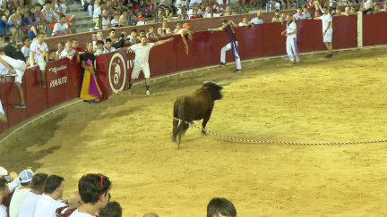 Unos de los astados durante el traslado a la Nevera en Teruel.