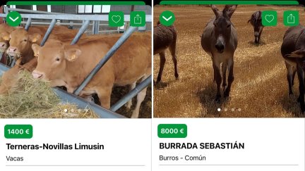 Dos anuncios de aragoneses en la aplicación Vacapop. / Vacapop