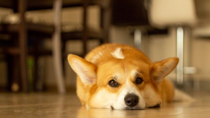 En casi la mitad de los hogares españoles vive un perro o un gato. / Canva