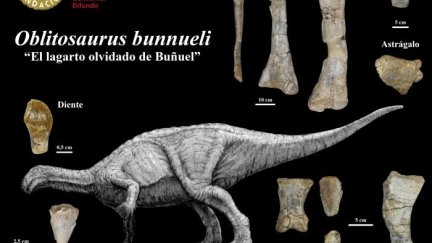 El nuevo ejemplar ha sido bautizado como 'Oblitosaurus bunnueli' en honor al célebre director de cine turolense.