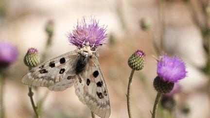 Una mariposa en peligro de extinción hallada en la provincia de Teruel./ Europa Press.