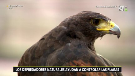 Depredadores naturales