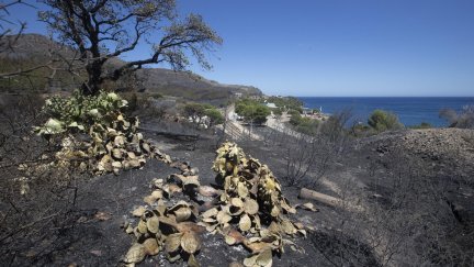 Vista de la zona afectada por el incendio, que en estos momentos sigue activo. (EFE/Marta Pérez)