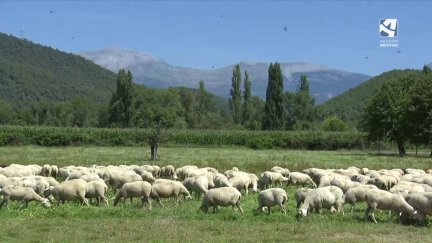 Rebaño de ovejas en Labuerda (Huesca).