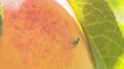 El insecto pica las piezas creando gusanos en su interior y acaban pudriéndose.