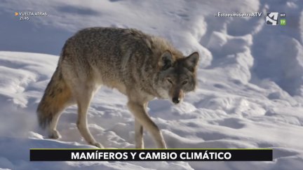 Mamíferos y cambio climático