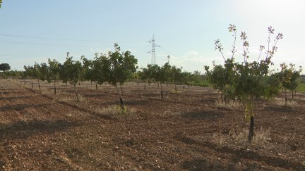 Imagen de un campo de pistachos en Cariñena.