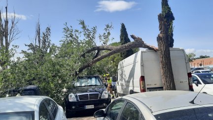 El viento ha partido un árbol en la calle Violeta Parra de Zaragoza. / José Luís Lostal