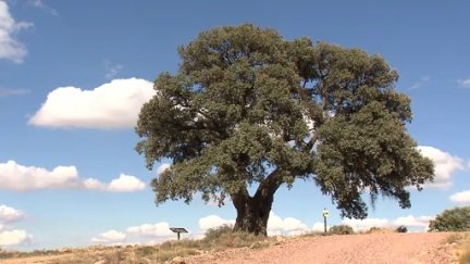 Una carrasca de los Tocones en Paracense (Teruel).