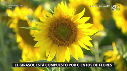 Girasol