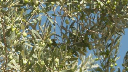 La falta de materia prima para la elaboración del aceite de oliva ha aumentado su precio.