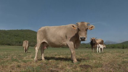 La enfermedad hemorrágica epizoótica no se transmite a humanos.