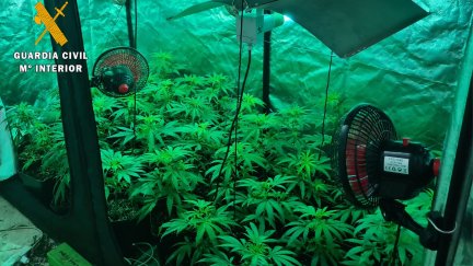 En el domicilio registrado, la Guardia Civil encontró 146 plantas de marihuana que se cultivaban en el interior de armarios de grandes dimensiones. / Guardia Civil