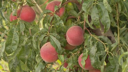 Termina la campaña de verano de fruta en Aragón con un calibre menor al habitual