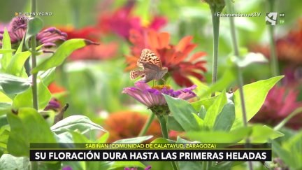 Zinnia