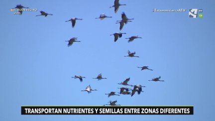 Migraciones