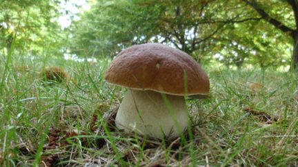 Los boletus edulis ya pueden recogerse en zonas de la Comunidad como el Pirineo o la comarca de la Sierra de Albarracín. / Fernando Martínez Peña