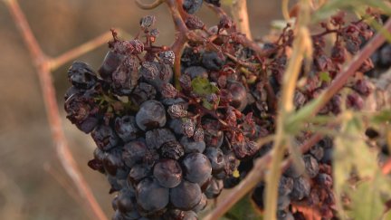 La cosecha este año ha descendido más de un 38%, con una previsión por debajo de los 50 millones de kilos de uva.