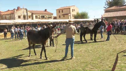 Varios mulos este domingo en la Feria Ganadera y Artesanal de Orihuela del Tremedal.